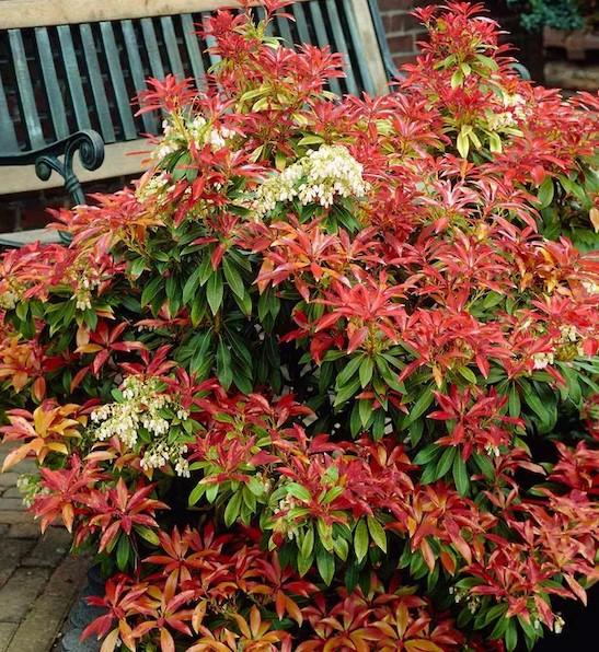 Pieris Japonica Mountain Fire - View 13 from www redcrocus com