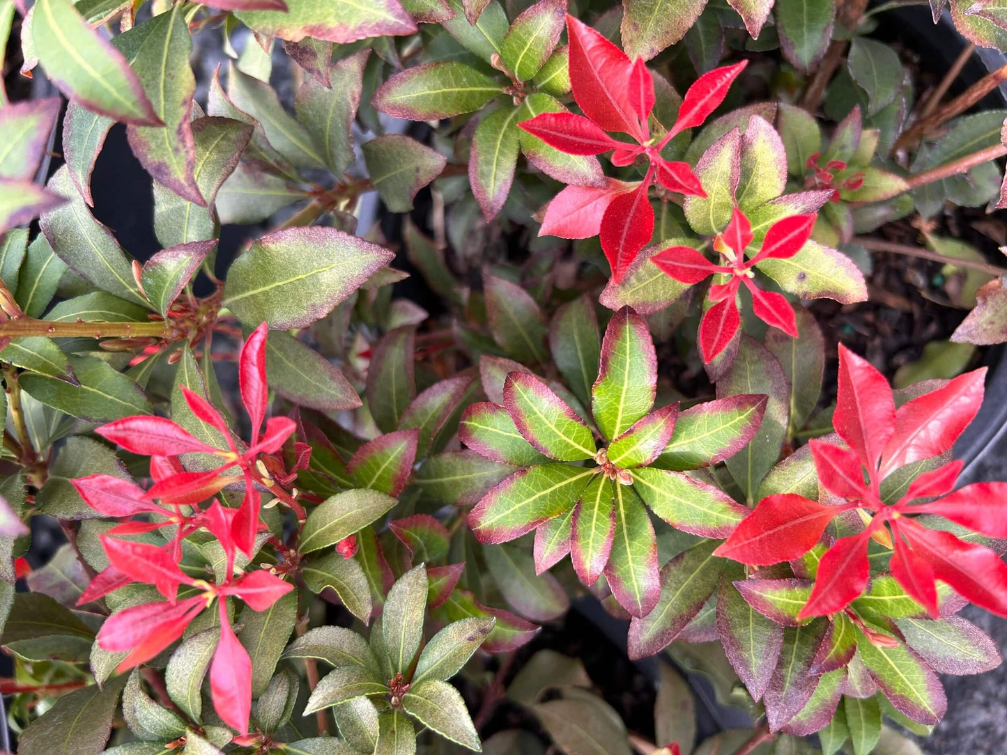 Pieris Japonica Mountain Fire - View 14 from www redcrocus com