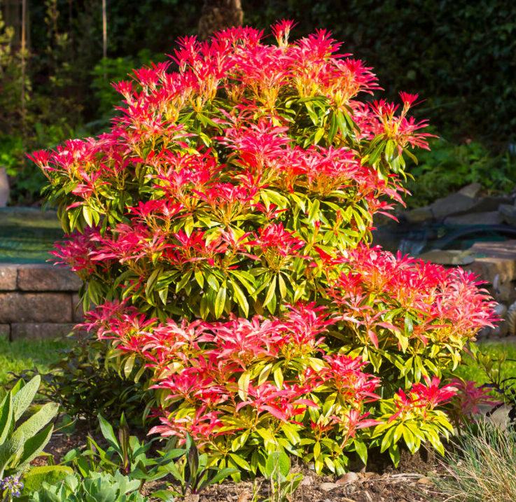 Pieris Japonica Mountain Fire - View 15 from www redcrocus com