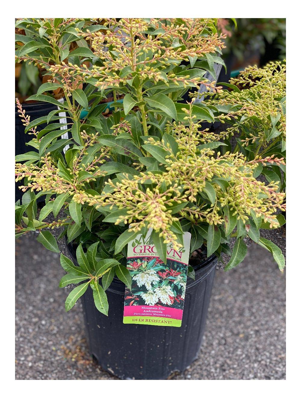 Pieris Japonica Mountain Fire - View 16 from www redcrocus com