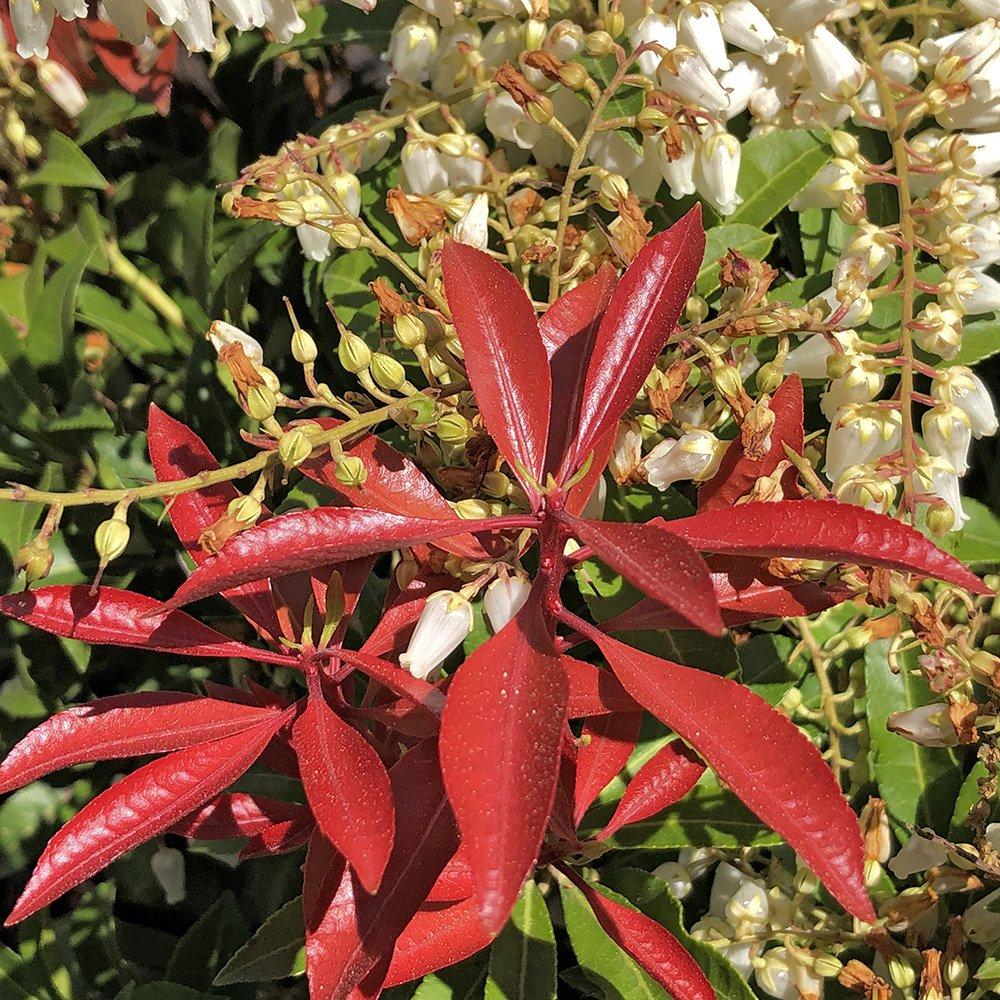 Pieris Japonica Mountain Fire - View 17 from www redcrocus com