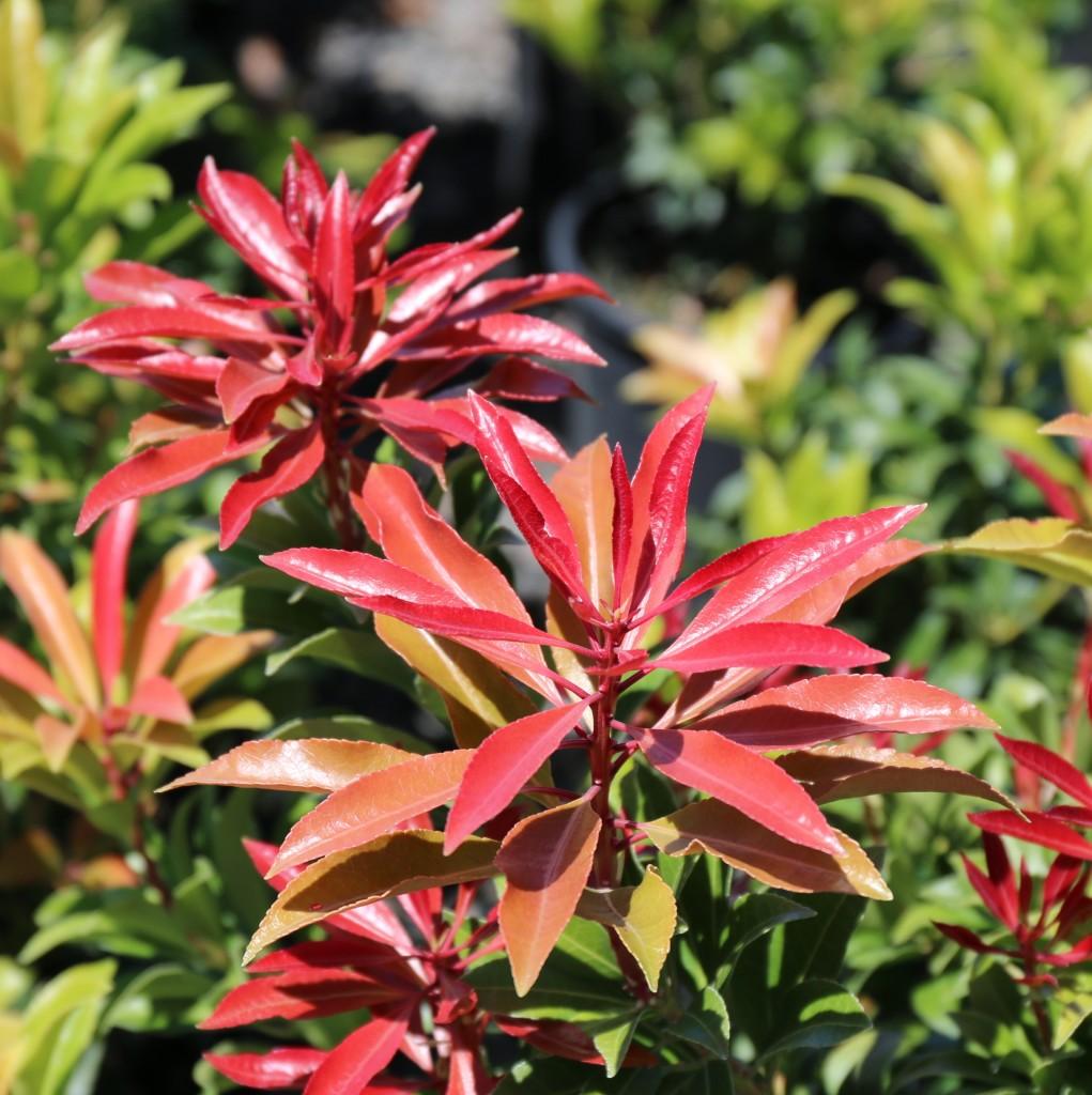 Pieris Japonica Mountain Fire - View 18 from www redcrocus com