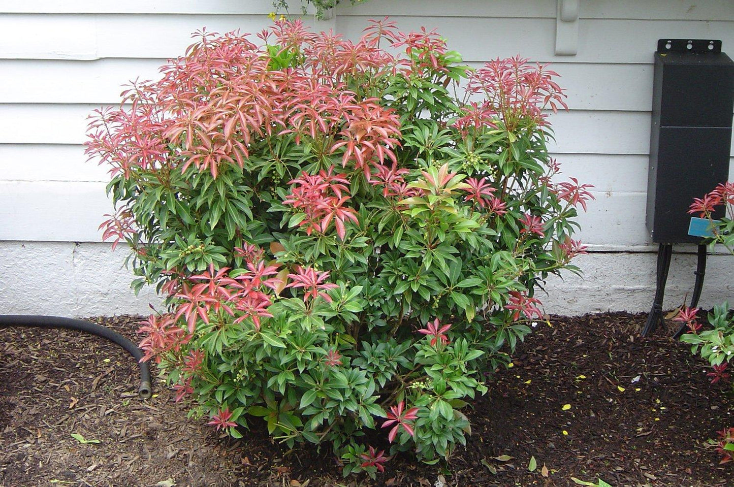 Pieris Japonica Mountain Fire - View 19 from www redcrocus com