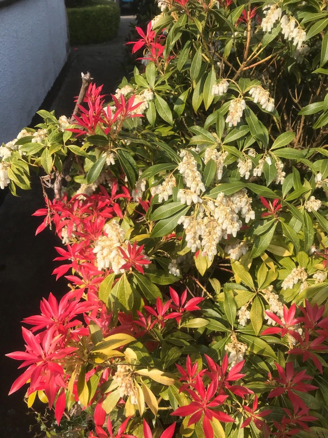 Pieris Japonica Mountain Fire - View 20 from www redcrocus com