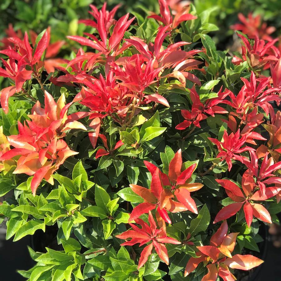 Pieris Japonica Mountain Fire - View 2 from www redcrocus com