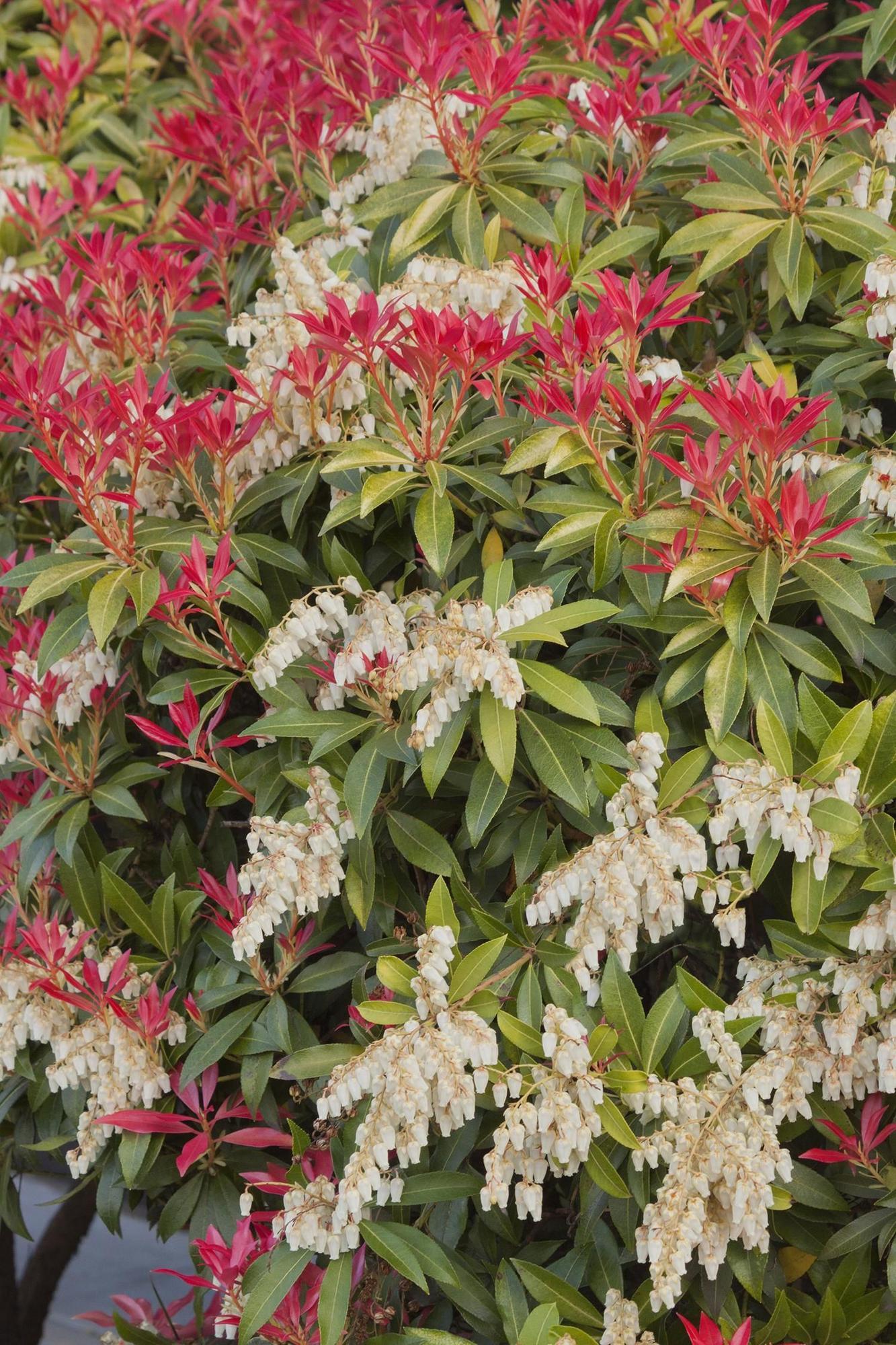 Pieris Japonica Mountain Fire - View 3 from www redcrocus com