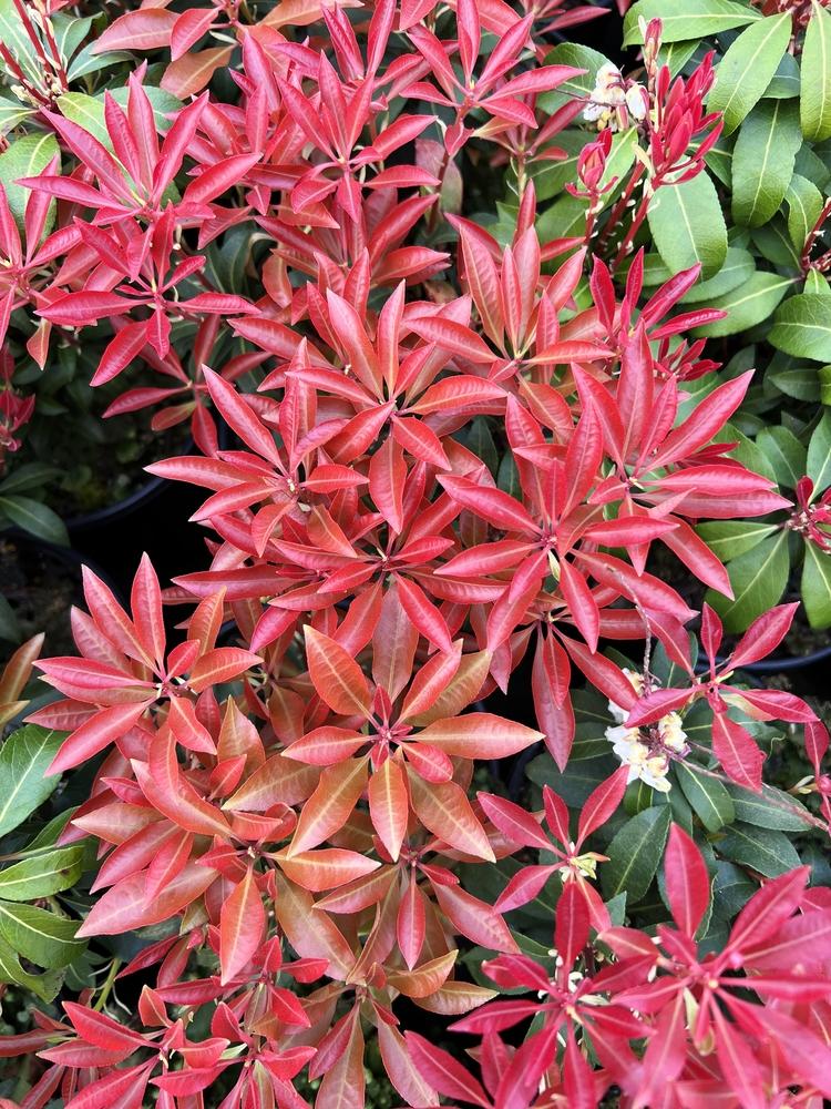 Pieris Japonica Mountain Fire - View 4 from www redcrocus com