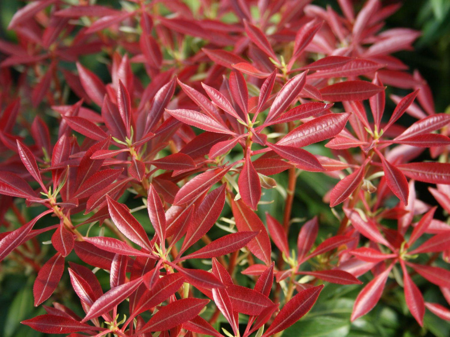 Pieris Japonica Mountain Fire - View 5 from www redcrocus com