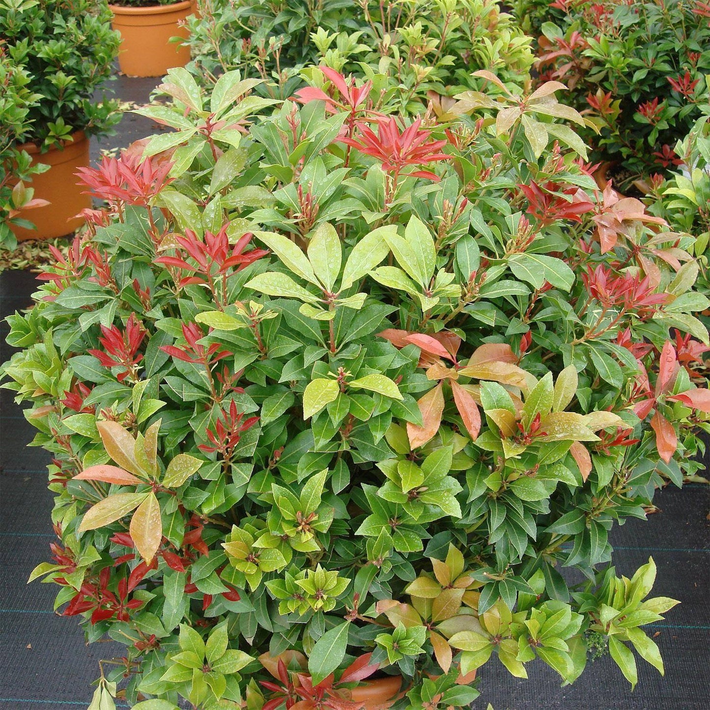 Pieris Japonica Mountain Fire - View 6 from www redcrocus com