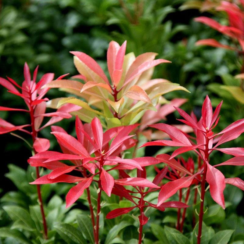 Pieris Japonica Mountain Fire - View 7 from www redcrocus com
