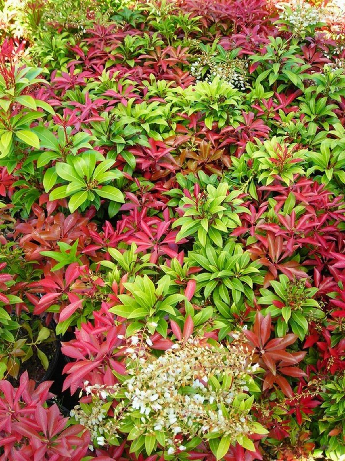 Pieris Japonica Mountain Fire - View 8 from www redcrocus com
