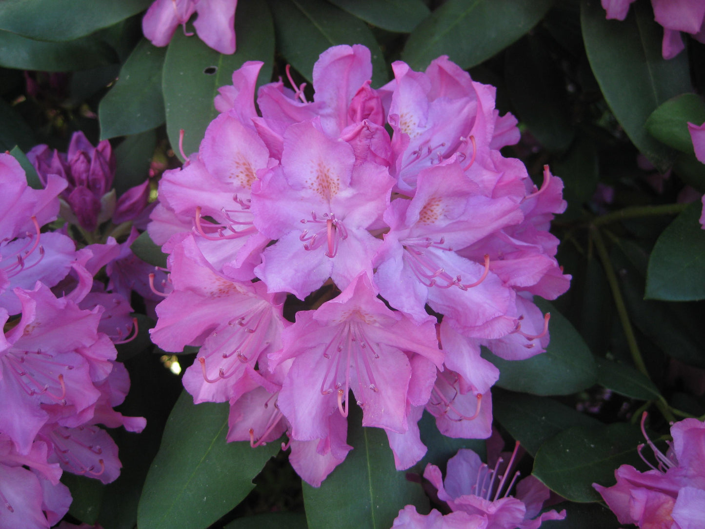 Rhododendron English Roseum - View 14 from www redcrocus com