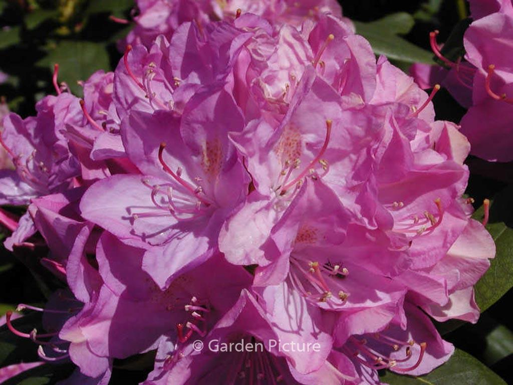 Rhododendron English Roseum - View 20 from www redcrocus com