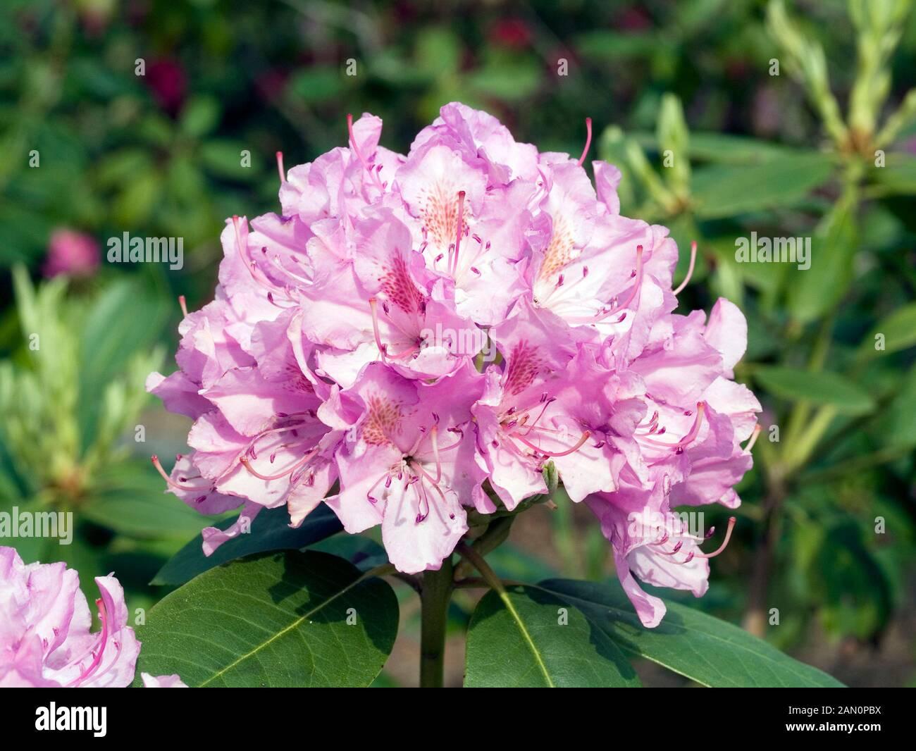Rhododendron English Roseum - View 8 from www redcrocus com