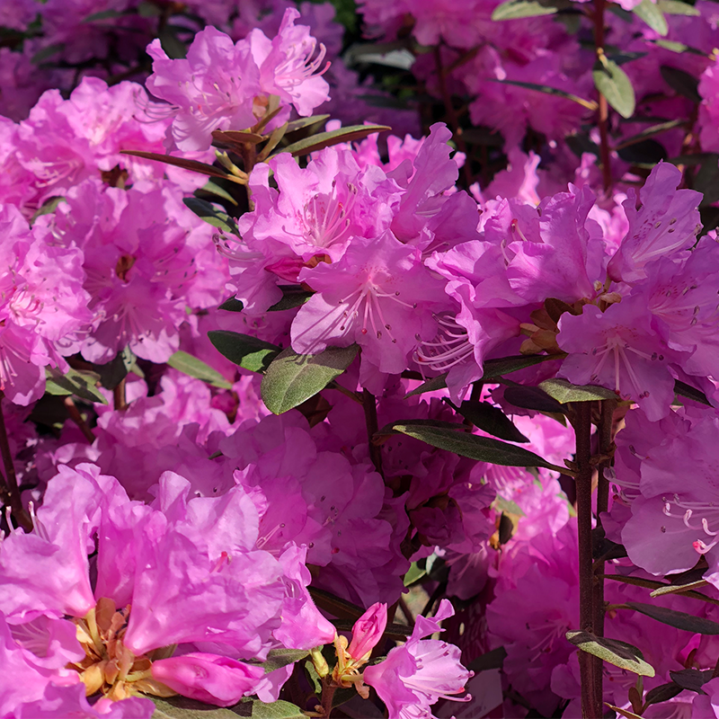 Rhododendron Pjm - View 10 from www redcrocus com