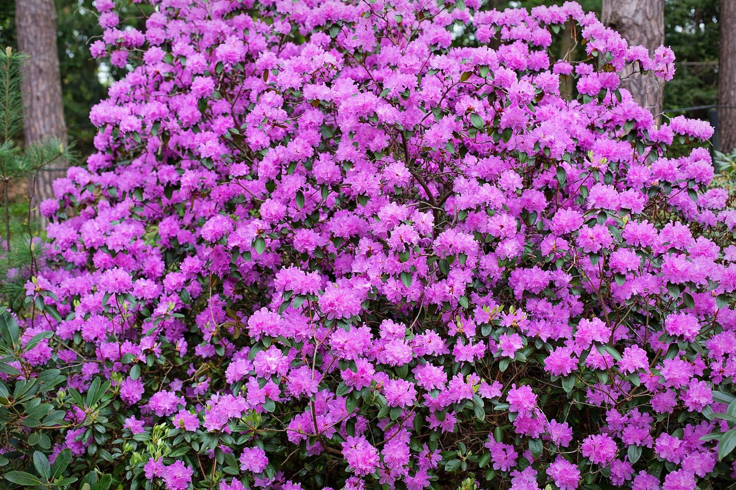 Rhododendron Pjm - View 18 from www redcrocus com