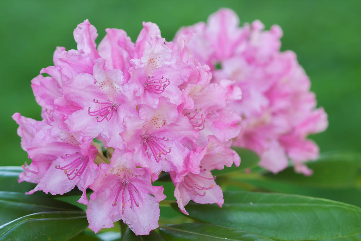 Rhododendron Pjm - View 20 from www redcrocus com