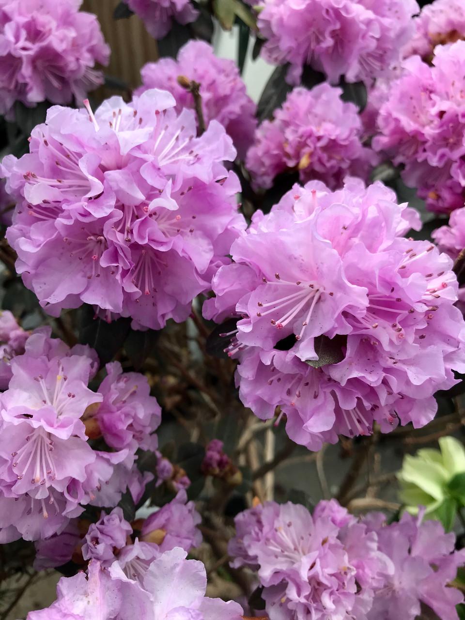 Rhododendron Pjm - View 5 from www redcrocus com