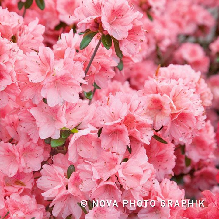 Azalea Blaauw S Pink - View 10 from www redcrocus com