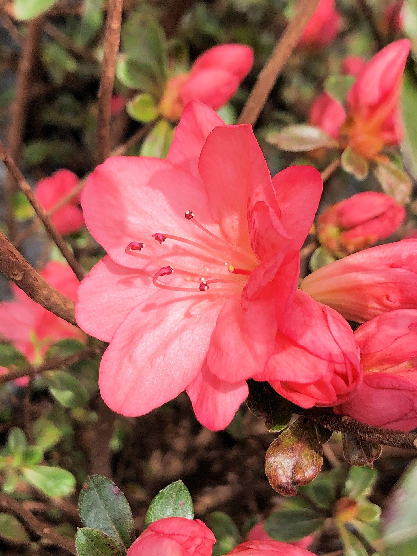 Azalea Blaauw S Pink - View 12 from www redcrocus com