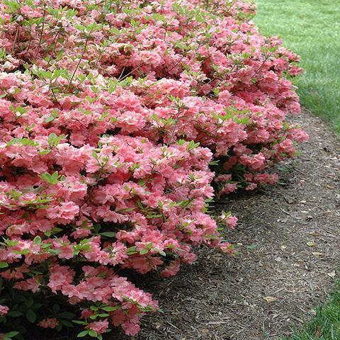 Azalea Blaauw S Pink - View 13 from www redcrocus com