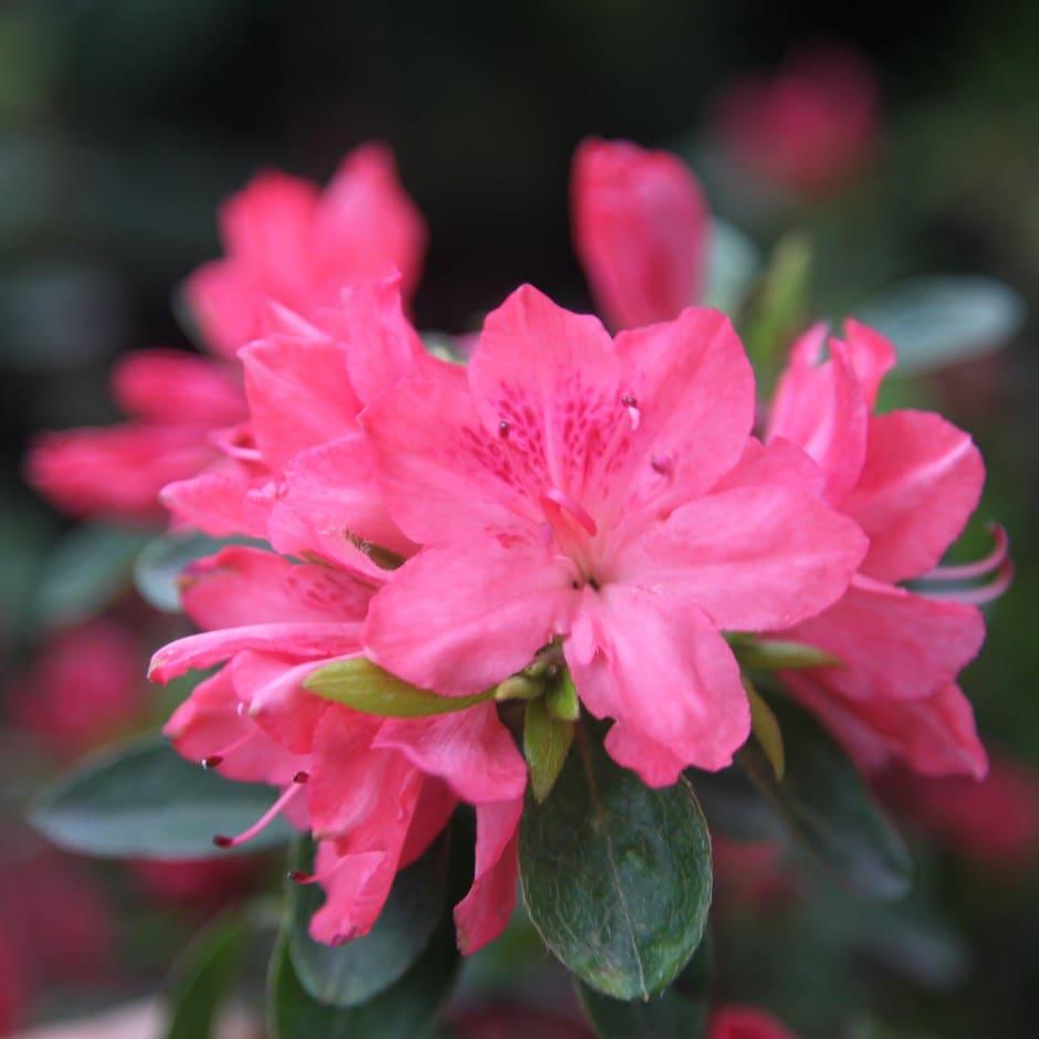 Azalea Blaauw S Pink - View 14 from www redcrocus com