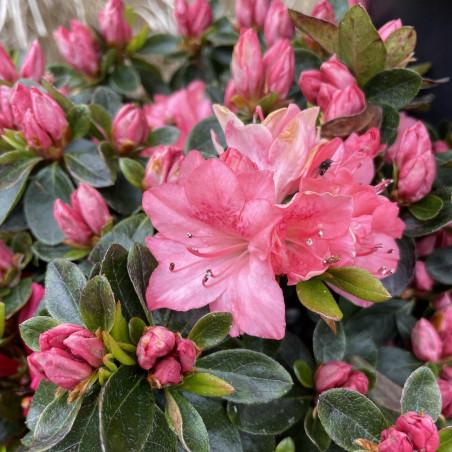 Azalea Blaauw S Pink - View 16 from www redcrocus com