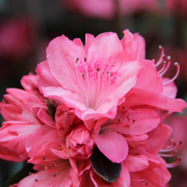 Azalea Blaauw S Pink - View 17 from www redcrocus com