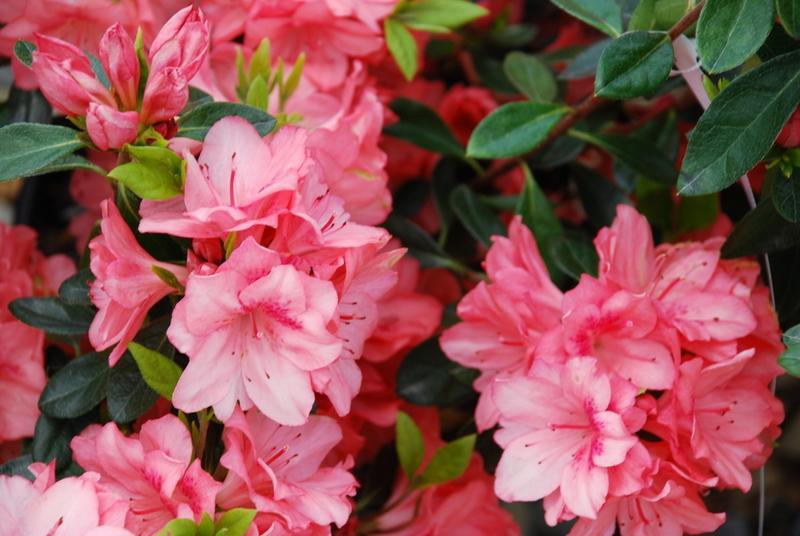 Azalea Blaauw S Pink - View 2 from www redcrocus com