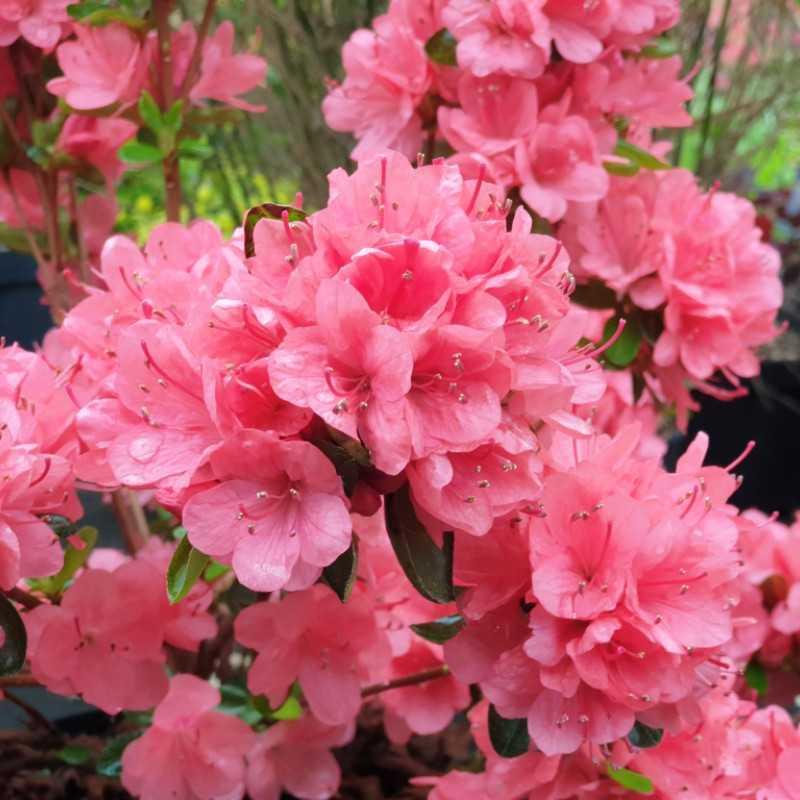 Azalea Blaauw S Pink - View 3 from www redcrocus com