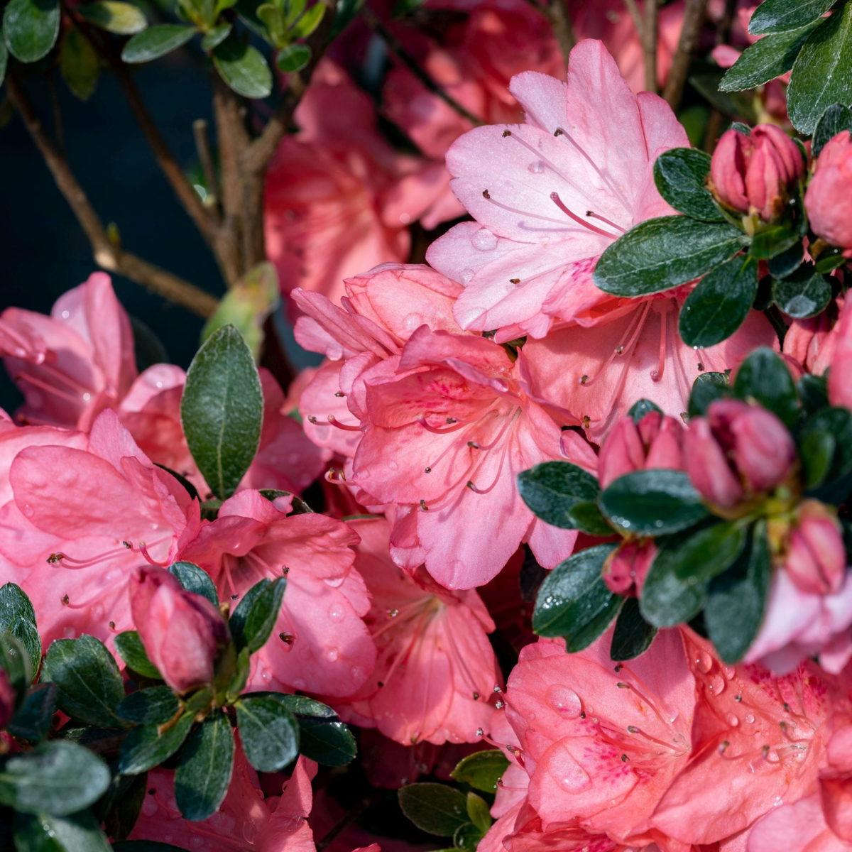 Azalea Blaauw S Pink - View 4 from www redcrocus com