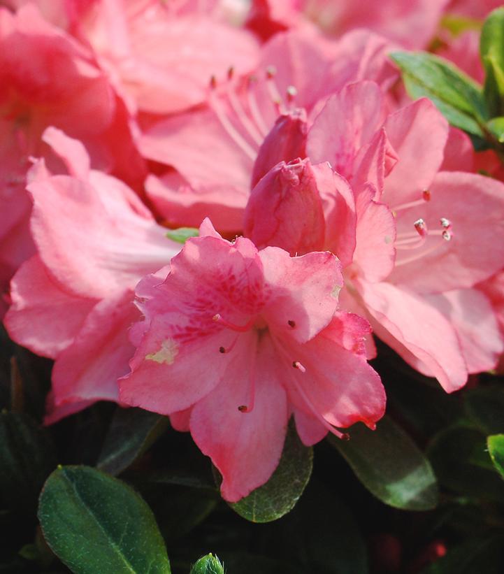 Azalea Blaauw S Pink - View 5 from www redcrocus com