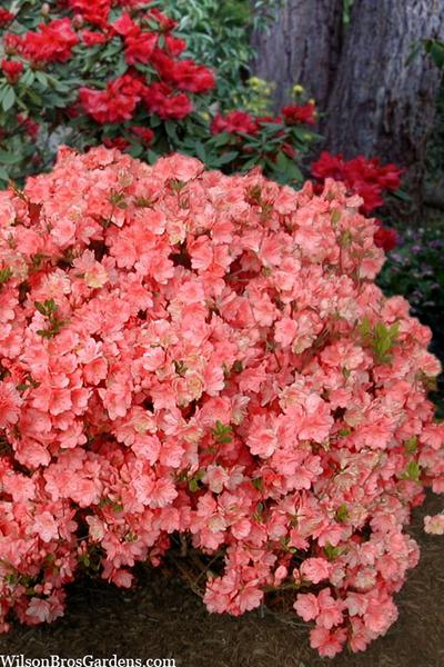 Azalea Blaauw S Pink - View 6 from www redcrocus com