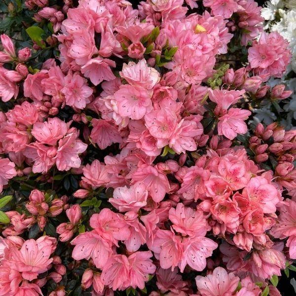 Azalea Blaauw S Pink - View 8 from www redcrocus com