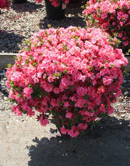 Azalea Blaauw S Pink - View 9 from www redcrocus com