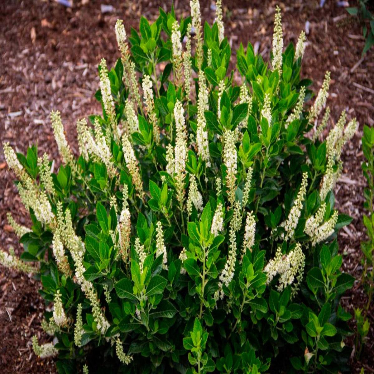 Clethra Alnifolia - View 10 from www redcrocus com