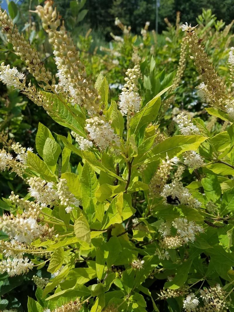 Clethra Alnifolia - View 15 from www redcrocus com
