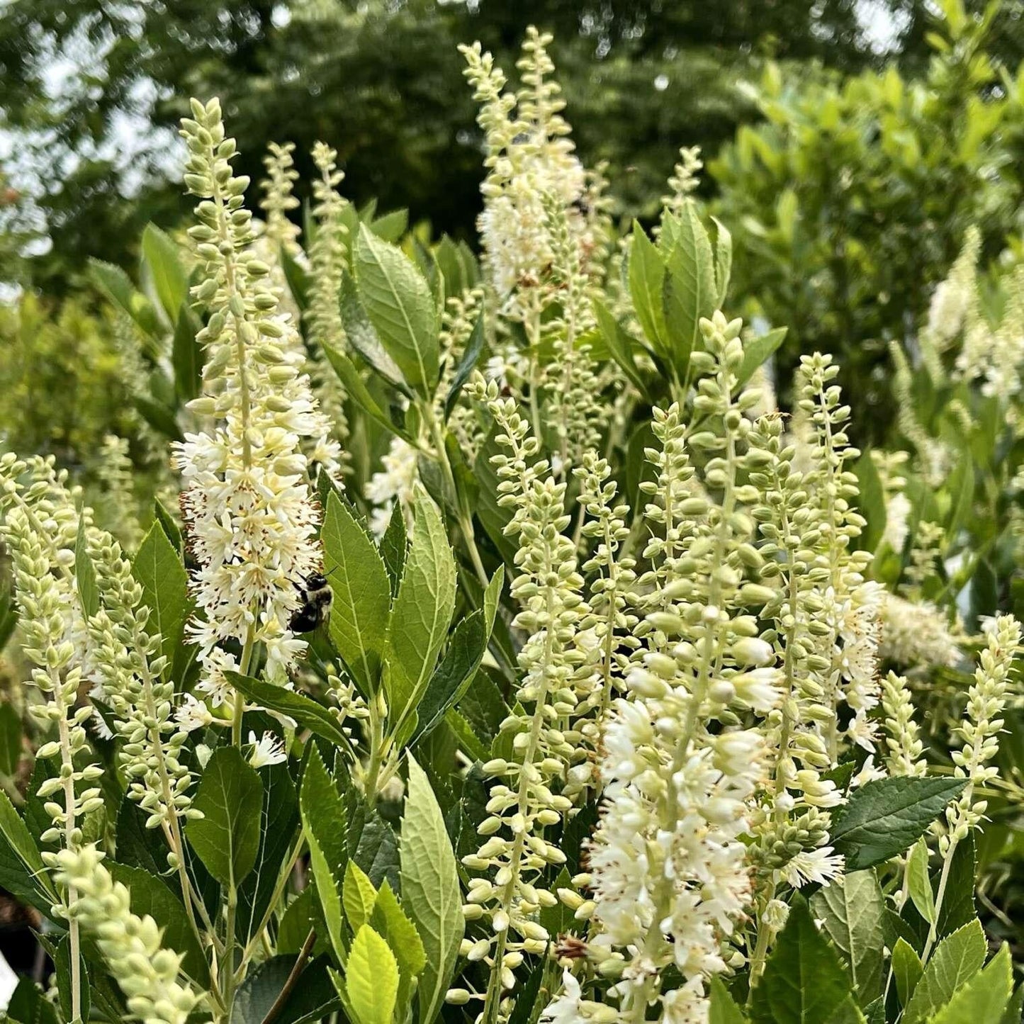 Clethra Alnifolia - View 16 from www redcrocus com