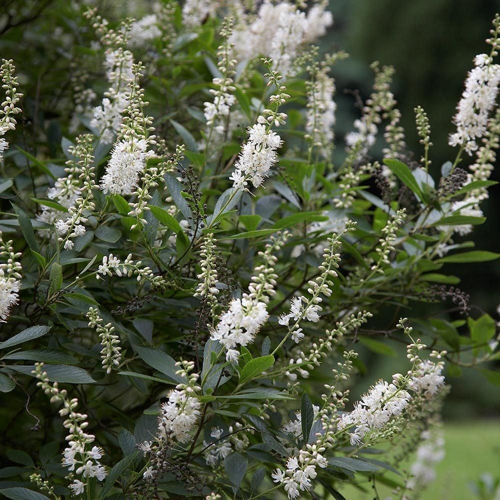 Clethra Alnifolia - View 17 from www redcrocus com