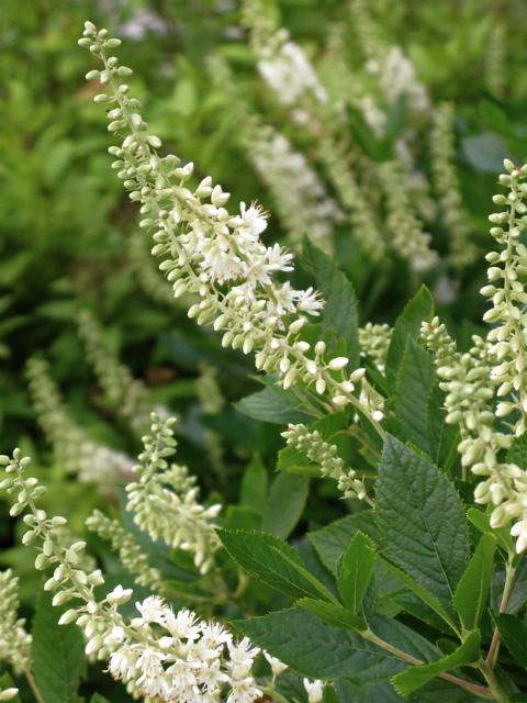 Clethra Alnifolia - View 18 from www redcrocus com