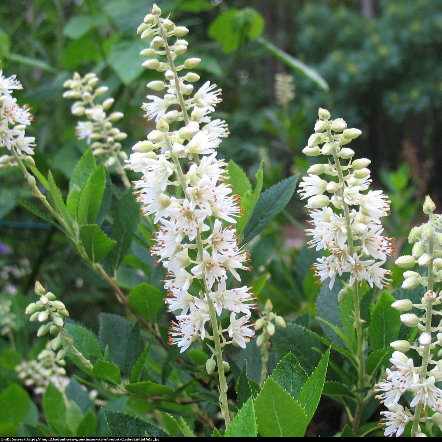 Clethra Alnifolia - View 19 from www redcrocus com