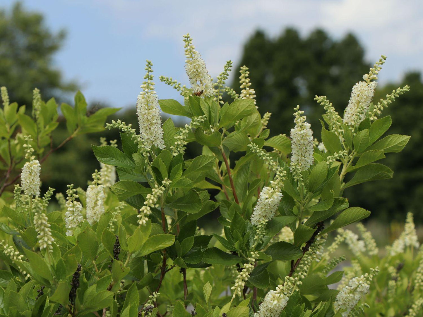 Clethra Alnifolia - View 20 from www redcrocus com