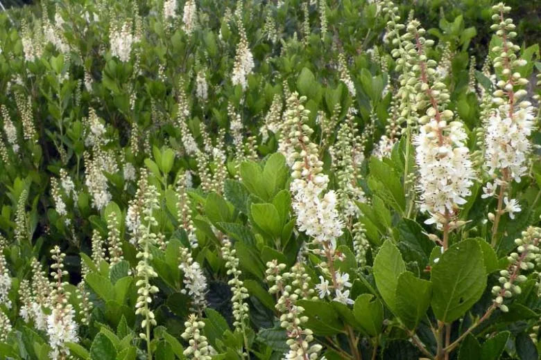 Clethra Alnifolia - View 8 from www redcrocus com