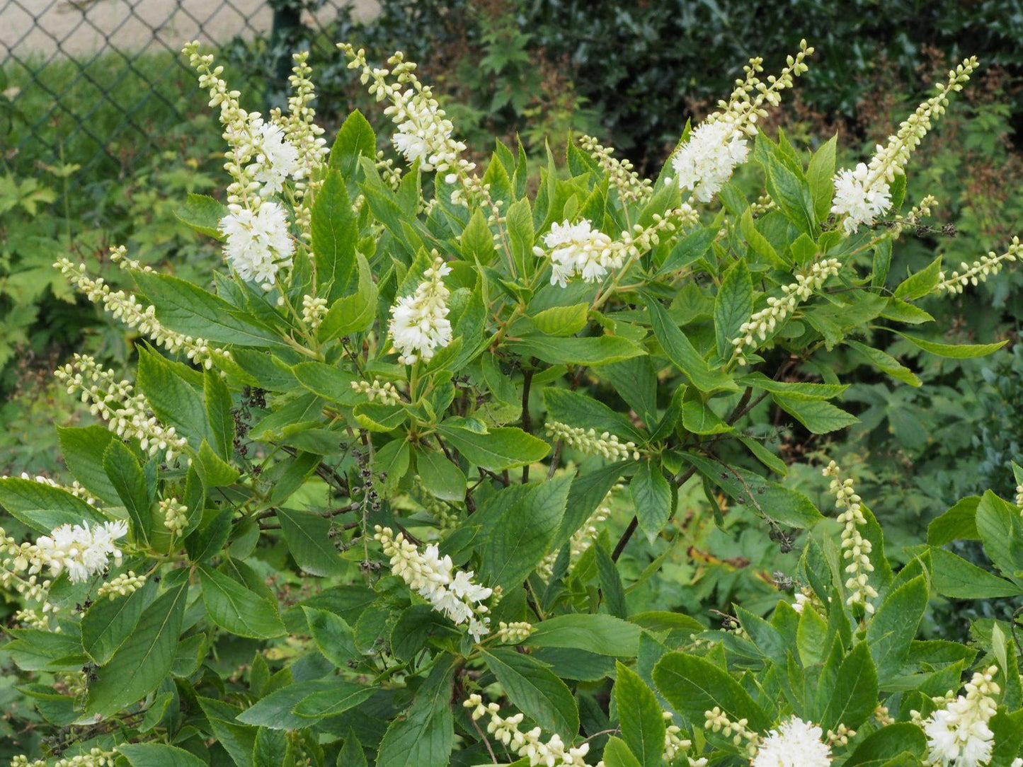 Clethra Alnifolia - View 9 from www redcrocus com