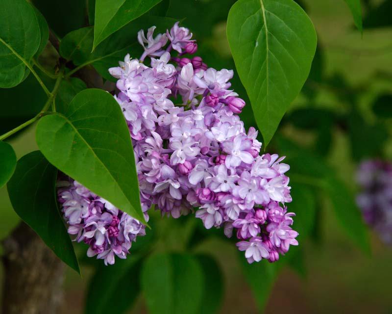 Syringa Vulgaris - View 14 from www redcrocus com