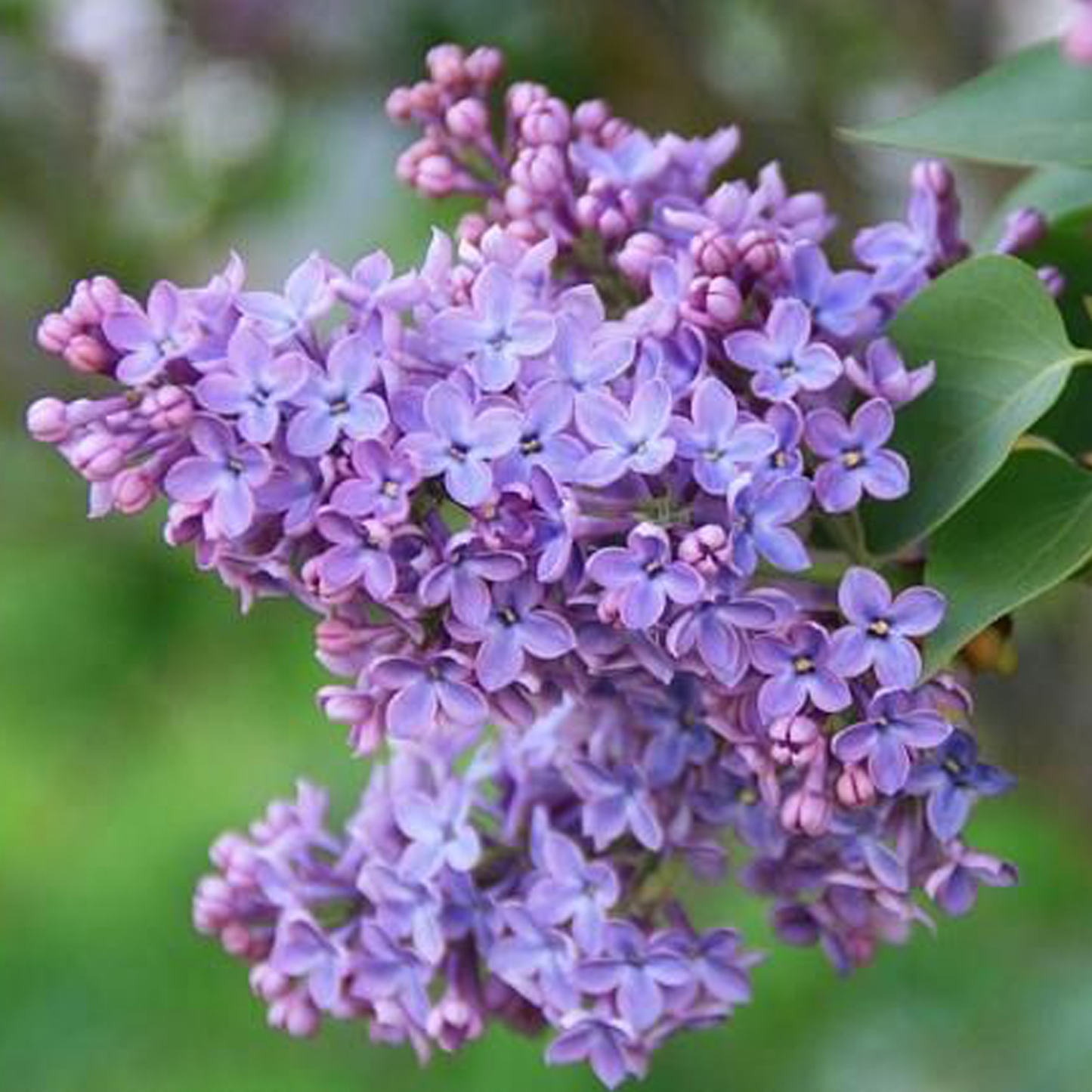 Syringa Vulgaris - View 15 from www redcrocus com