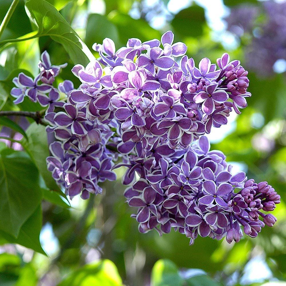 Syringa Vulgaris - View 17 from www redcrocus com