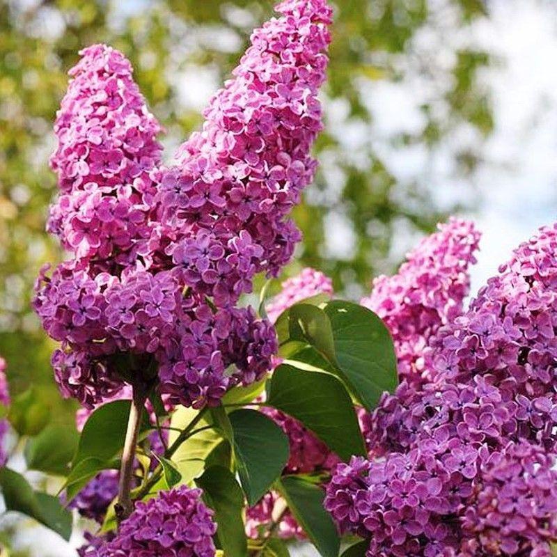 Syringa Vulgaris - View 19 from www redcrocus com