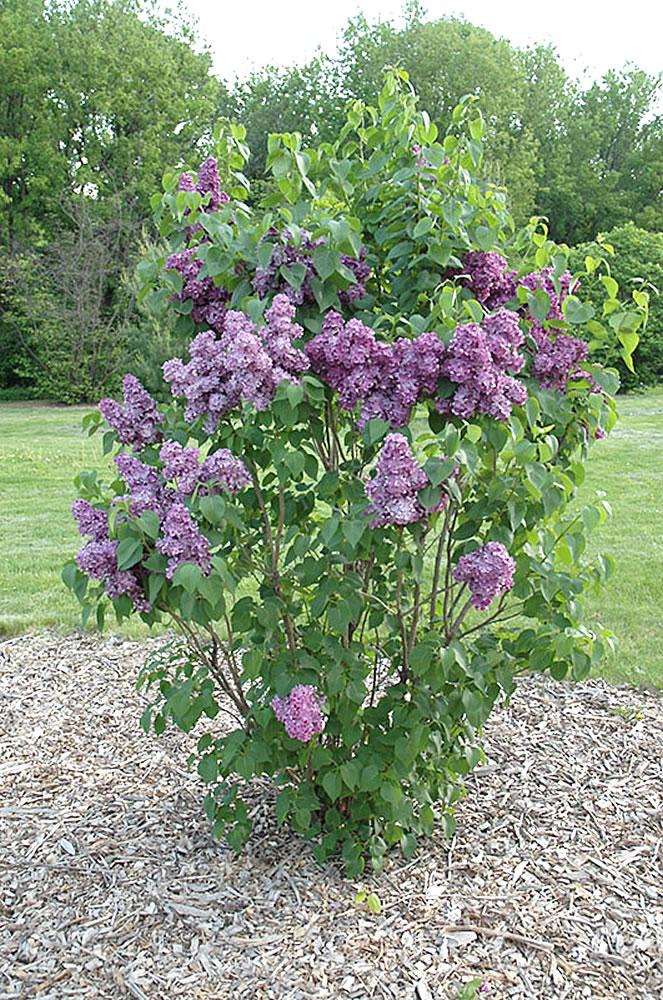 Syringa Vulgaris - View 6 from www redcrocus com