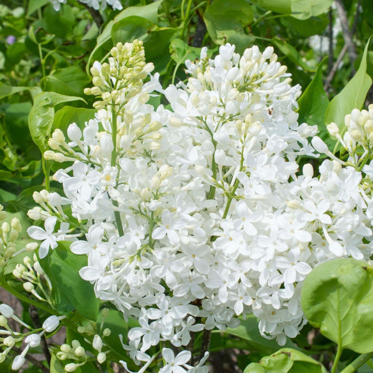 Syringa Vulgaris - View 7 from www redcrocus com